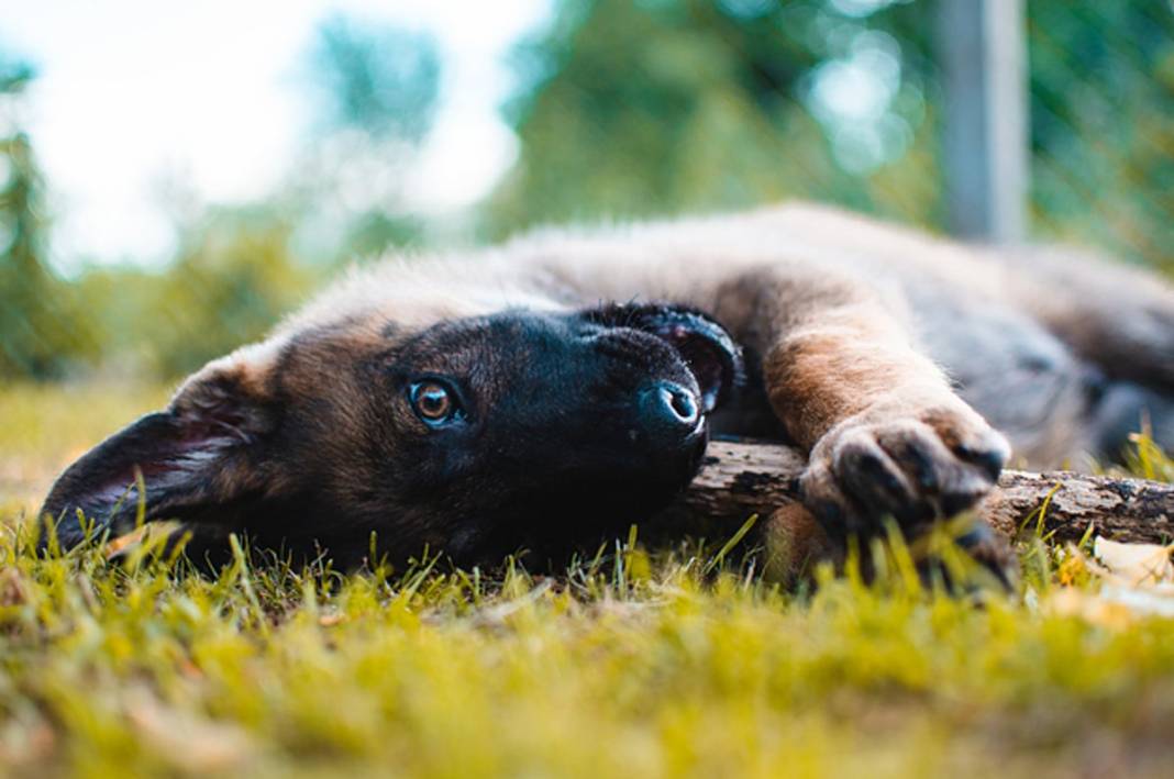 Üzgün Köpek Bakışlarının Sırrı Çözüldü 8